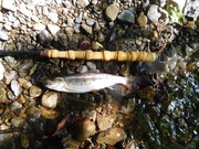 テンカラ　ヤマメ