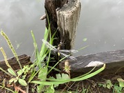 コシアキトンボ