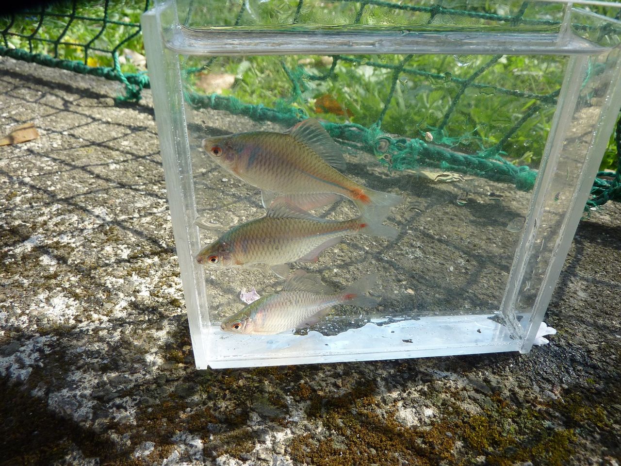極小のタナゴ浮子作り やまめ110番 極小のタナゴ浮子作り やまめ110番