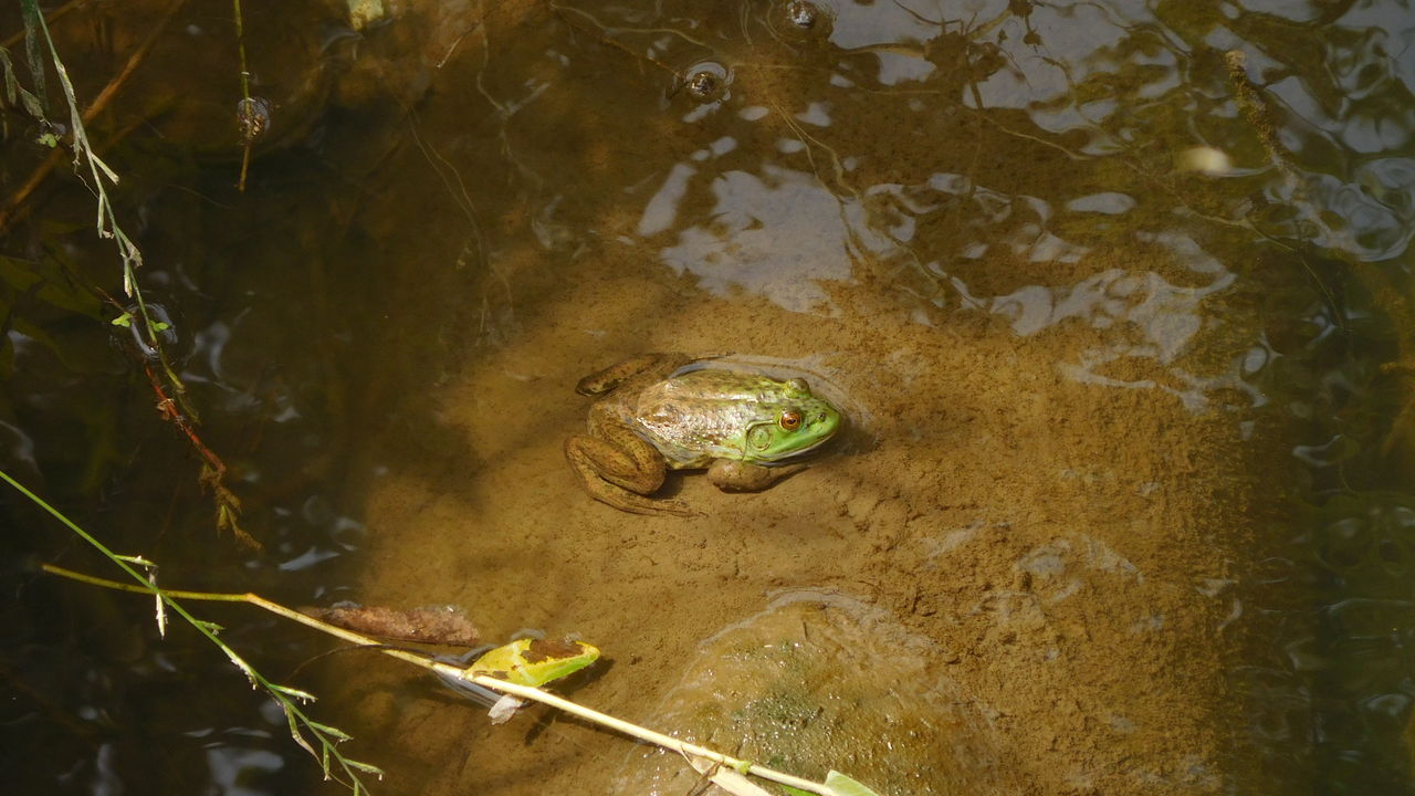 カエルの声とタナゴ釣り やまめ１１０番