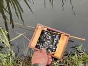 タナゴ釣り (1)