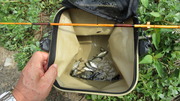 小鮒釣り (1)