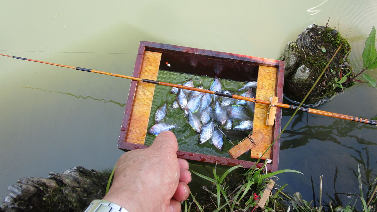 久しぶりのホームでタナゴ釣り やまめ１１０番