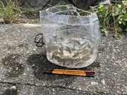タナゴ野釣り