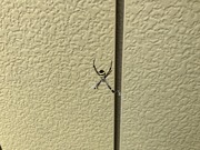 コガネグモ