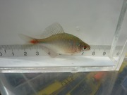 タイリクバラタナコ