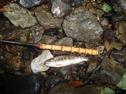 ヤマメ2