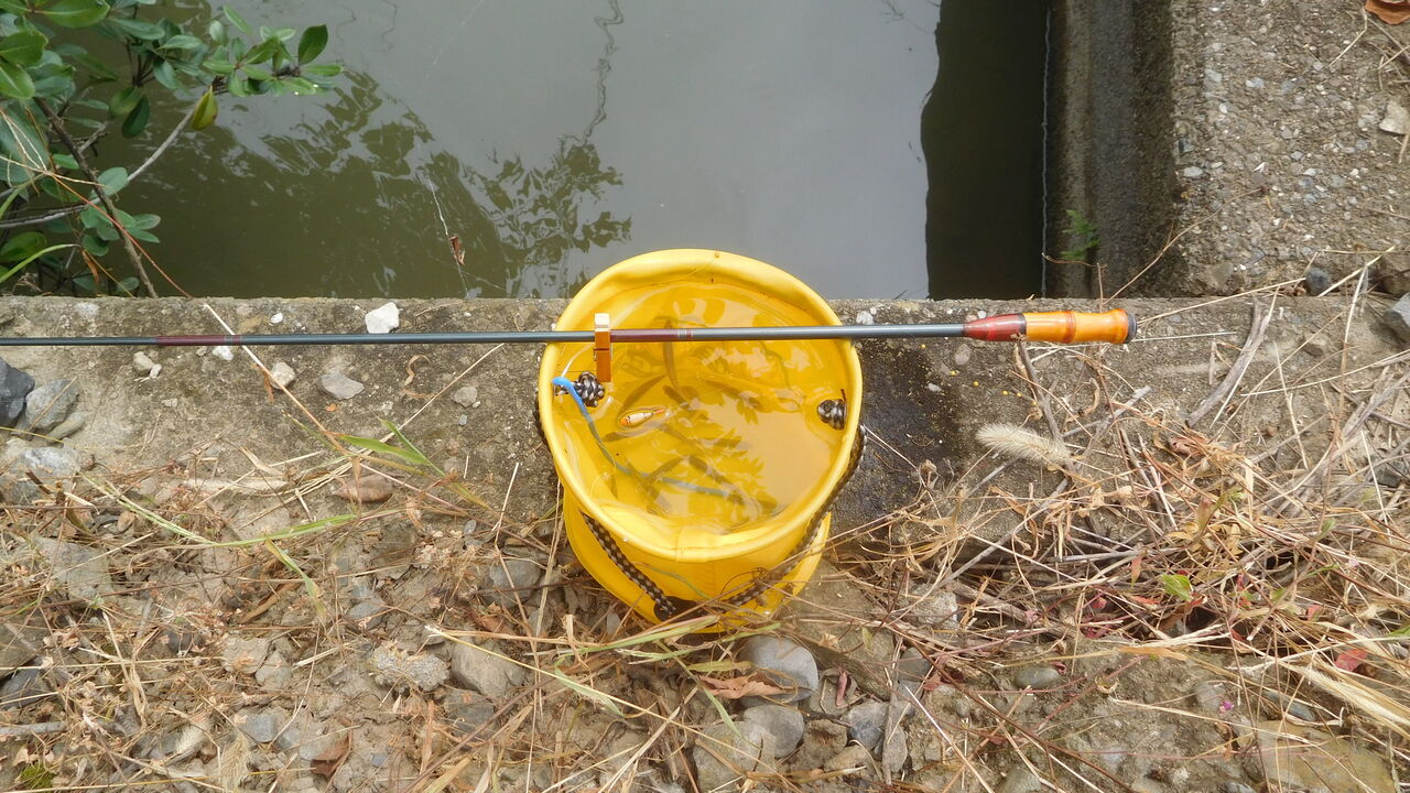 ウロウロしての小鮒釣り やまめ１１０番