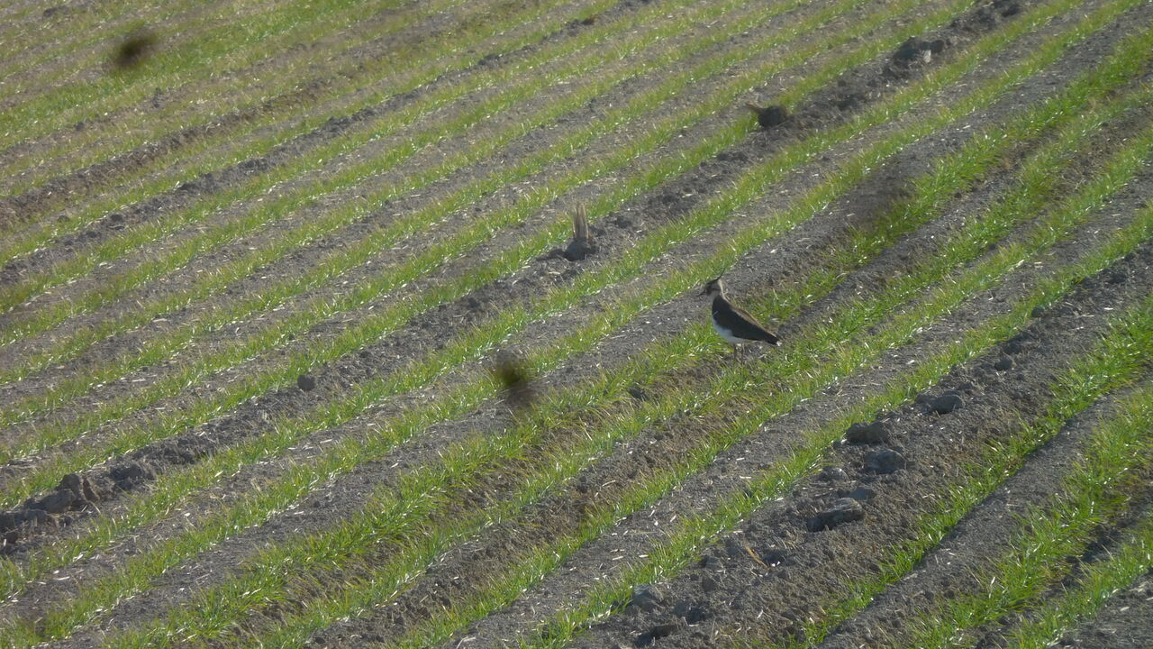 生き物 やまめ１１０番