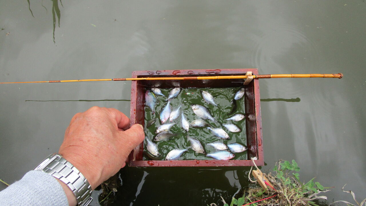 手返しのタナゴ釣り やまめ１１０番