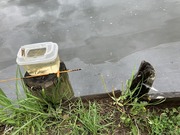 タナゴ釣り (2)