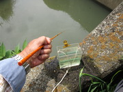 タナゴ野釣り (竹竿)