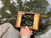 タナゴ釣り (2)