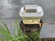 タナゴ釣り