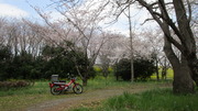 CT110と桜