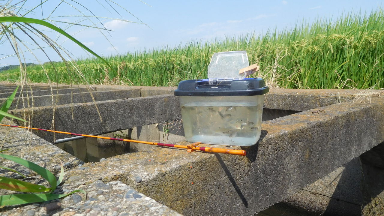 タナゴ釣り場探し やまめ110番