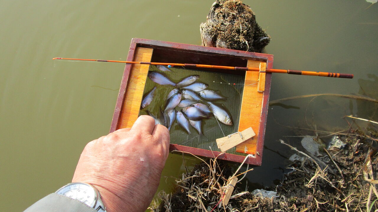 春めいてタナゴ釣り やまめ１１０番