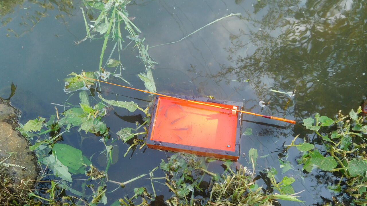 ちょっと小粋なタナゴ釣り やまめ110番 ちょっと小粋なタナゴ釣り やまめ110番