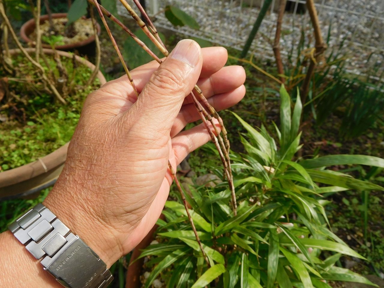 寒竹のタケノコ やまめ110番 寒竹のタケノコ やまめ110番