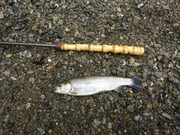 テンカラとニジ