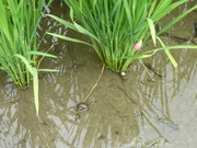 ジャンボタニシ