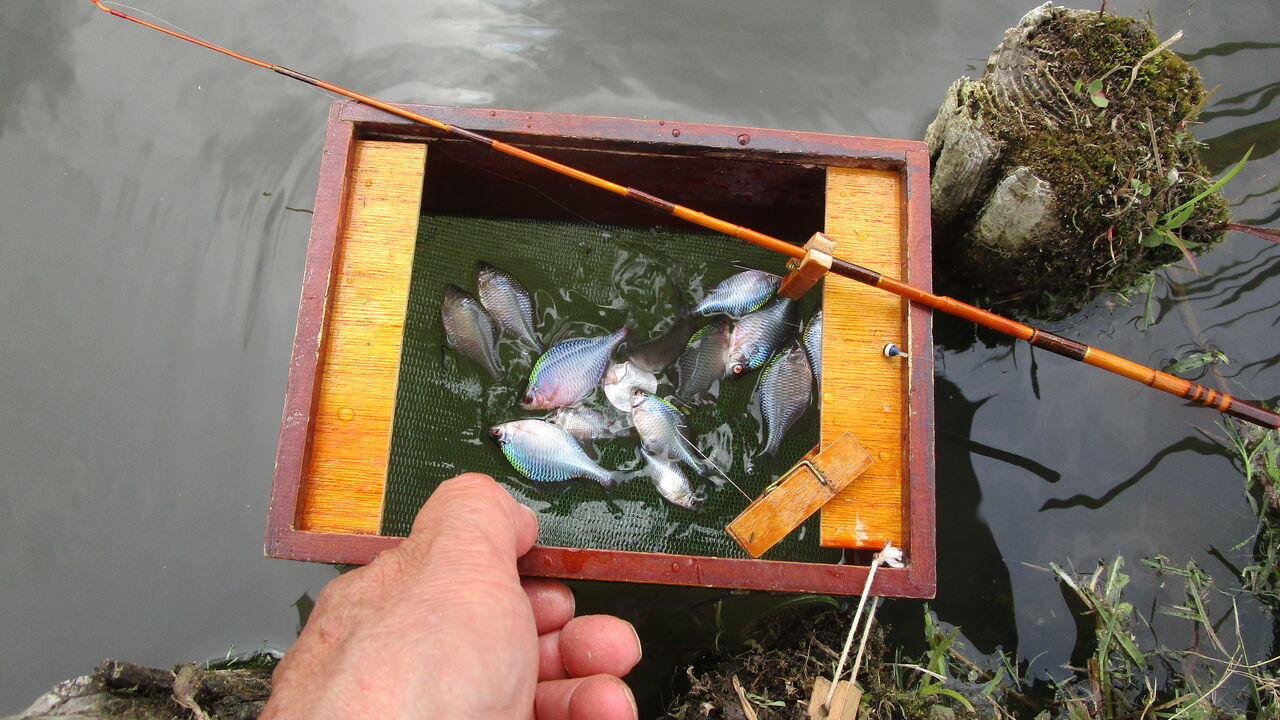 タナゴ釣りの楽しみ方 やまめ１１０番