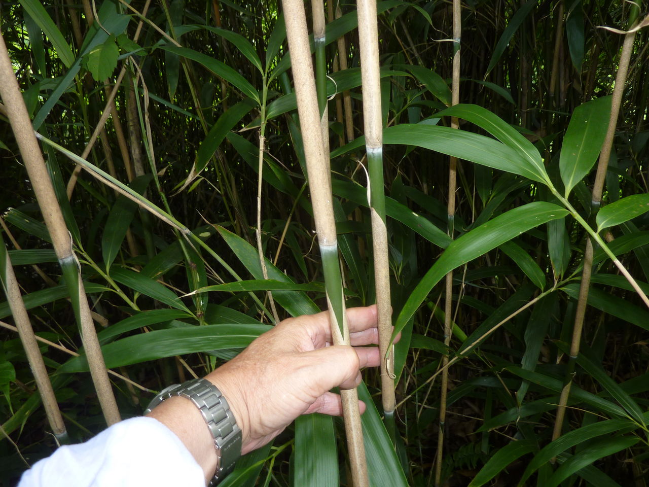 タナゴ竿用の竹比べ やまめ１１０番