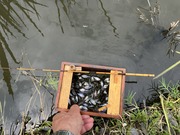タナゴ釣り