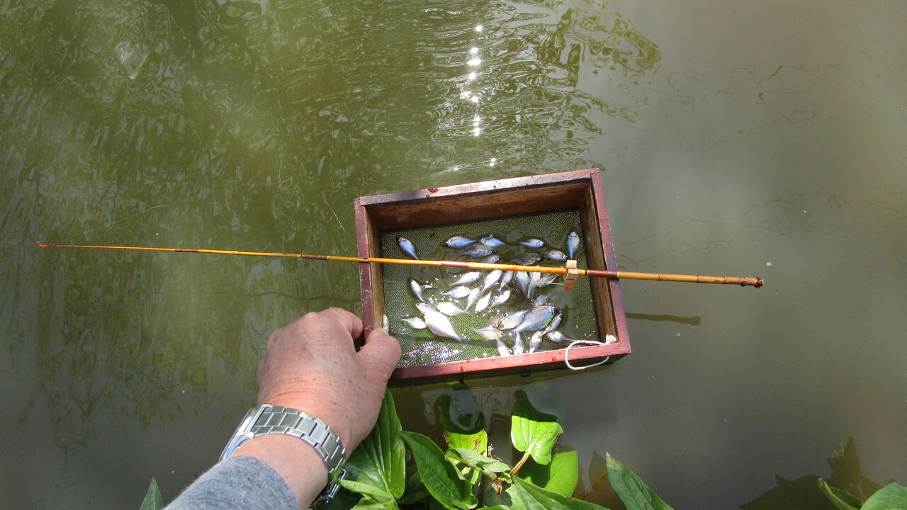 タナゴの釣り方のコツは やまめ110番 タナゴの釣り方のコツは やまめ110番