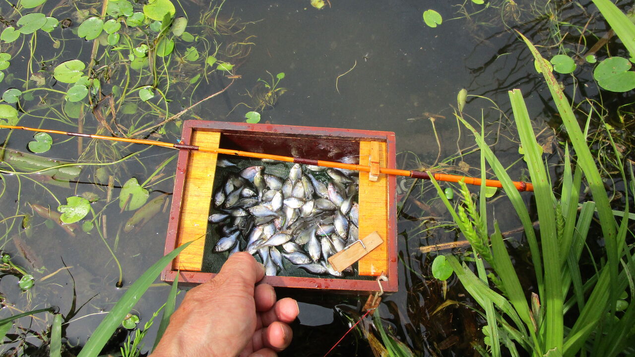 水澄むタナゴ釣り場 やまめ１１０番