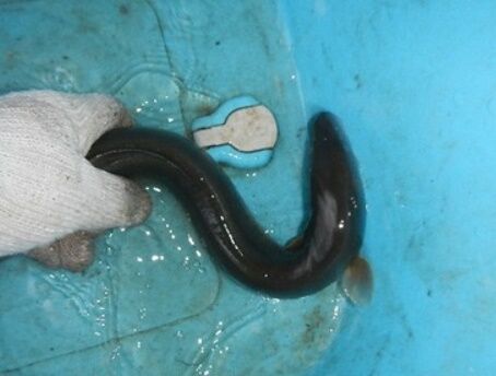 最高だった冬うなぎ