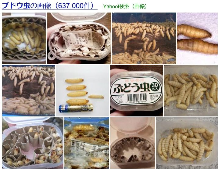 冬の川遊び用 買い損なったブドウ虫 マス ウグイ狙い 愛知三河の鮎 アマゴ レインボー うなぎ スッポン他 冬の川遊び用 買い損なったブドウ虫 マス ウグイ狙い 愛知三河の鮎 アマゴ レインボー うなぎ スッポン他
