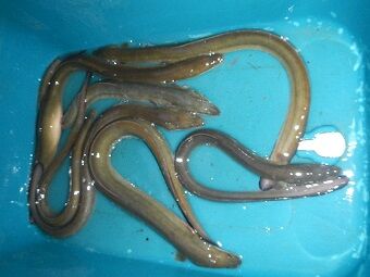 5月4日のうなぎ