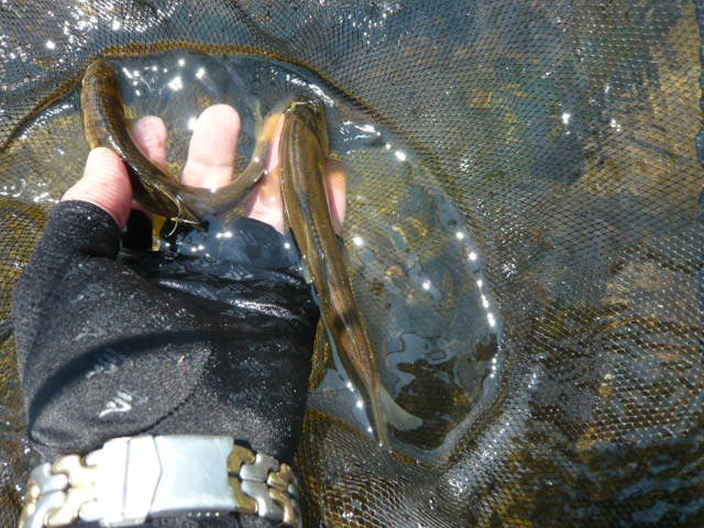 鮎釣り仕掛け 鮎の数釣り仕掛け ナガシガリ仕掛け（待ちガリ