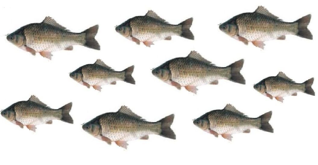 かつては大鮒の好釣り場だった 西三河の矢作川水系 愛知三河の鮎 アマゴ レインボー うなぎ スッポン他 かつては大鮒の好釣り場だった 西三河の矢作川水系 愛知三河の鮎 アマゴ レインボー うなぎ スッポン他