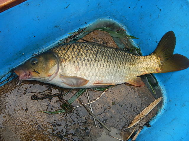 この時期だけの川遊び 鯉 ナマズ編 愛知三河の鮎 アマゴ レインボー うなぎ スッポン他