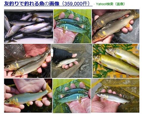 鮎の友釣りで釣れる魚とその理由 愛知三河の鮎 アマゴ レインボー うなぎ スッポン他