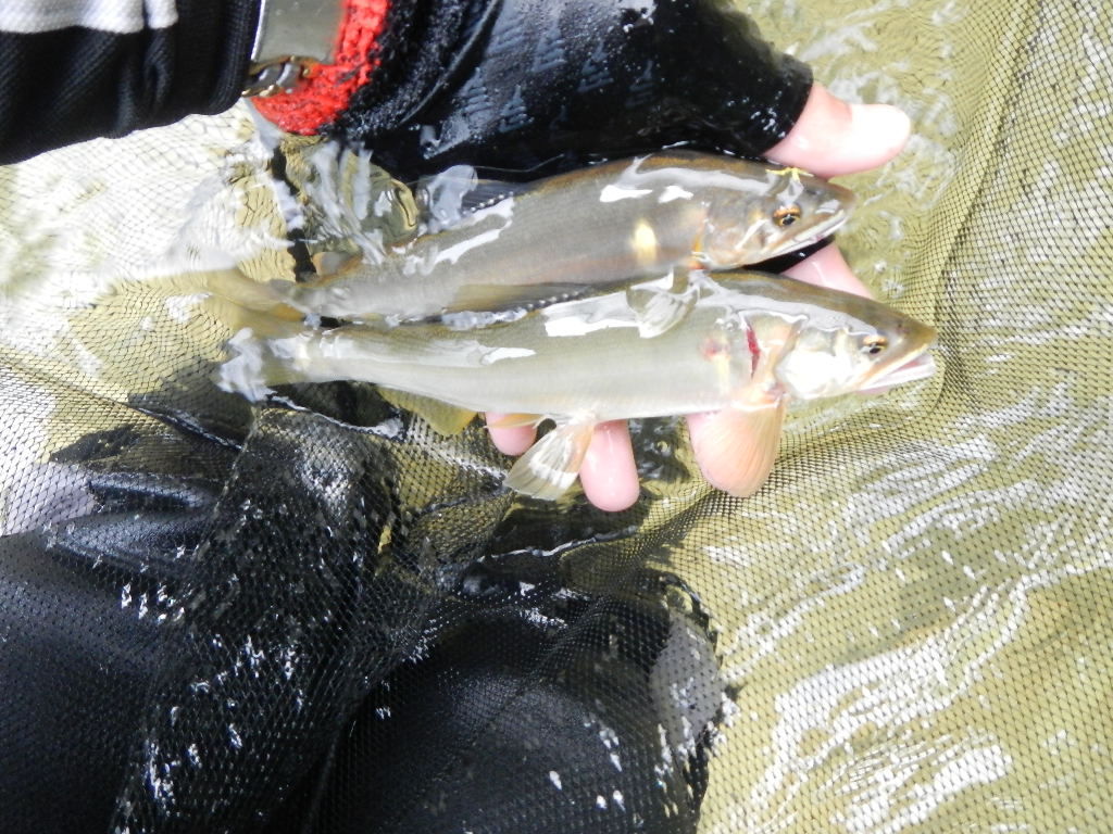 愛知の鮎 矢作川 巴川 豊川 愛知三河の鮎 アマゴ レインボー うなぎ スッポン他