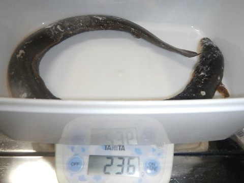 236g