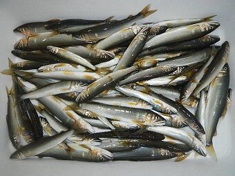 鮎のナガシガリ釣り、150匹~250匹くらい釣れることもある釣り方 鮎のナガシガリ釣り、150匹~250匹くらい釣れることもある釣り方