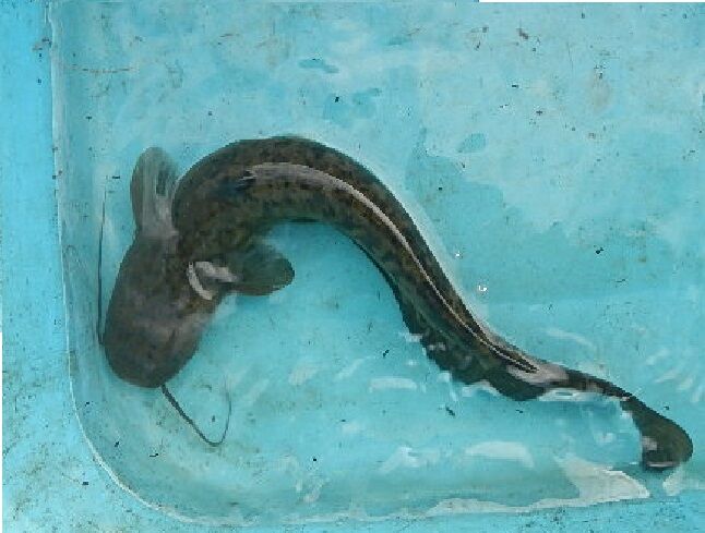 この時期の里川の嬉しい遊び相手 愛知三河の鮎 アマゴ レインボー うなぎ スッポン他