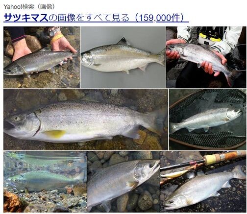 サツキマス釣りに出かけてサクラマス買いました。 : 愛知三河の鮎