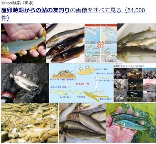 これからの鮎釣りのストレスを解決する方法 愛知三河の鮎 アマゴ レインボー うなぎ スッポン他