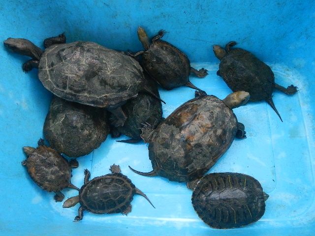 見事 石亀復活 足掛け6年 アカミミガメを駆除し続けました 愛知三河の鮎 アマゴ レインボー うなぎ スッポン他 見事 石亀復活 足掛け6年 アカミミガメを駆除し続けました 愛知三河の鮎 アマゴ レインボー うなぎ スッポン他