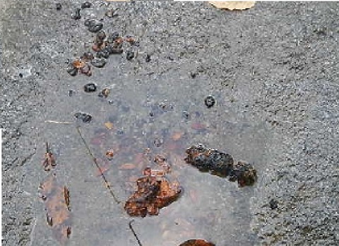 直径５センチの糞2