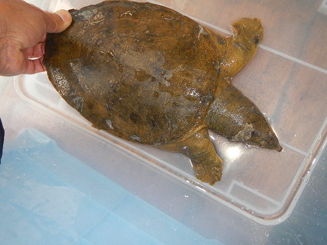 死んだはずのスッポンが 愛知三河の鮎 アマゴ レインボー うなぎ スッポン他