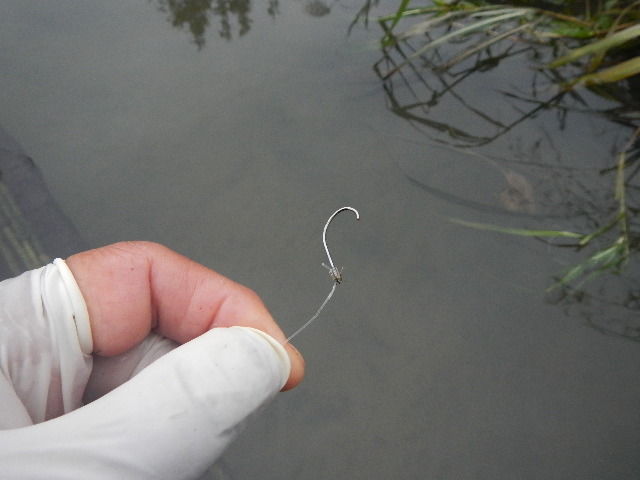 何者かに針が折られていました 愛知三河の鮎 アマゴ レインボー うなぎ スッポン他 何者かに針が折られていました 愛知三河の鮎 アマゴ レインボー うなぎ スッポン他