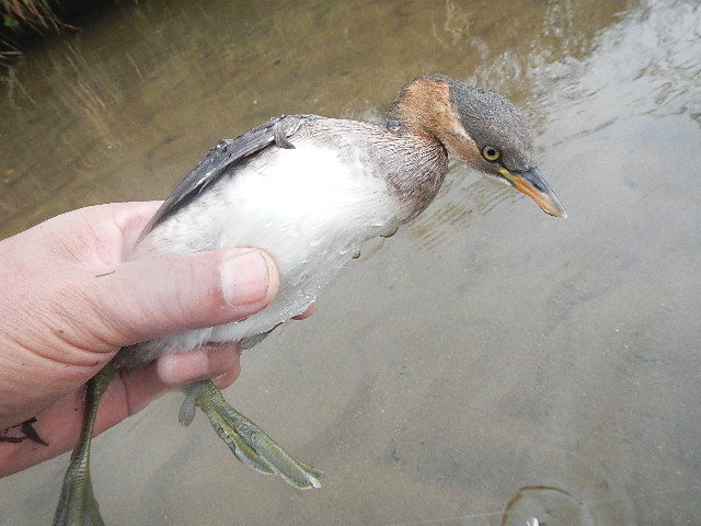 2日連続 今月3度目 置き針の仕掛けで鳥が釣れました 愛知三河の鮎 アマゴ レインボー うなぎ スッポン他