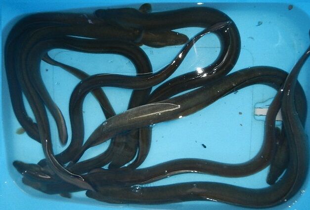 9月8日　9匹　１