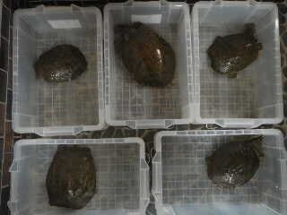 スッポンの釣れる季節がやってきました 愛知三河の鮎 アマゴ レインボー うなぎ スッポン他